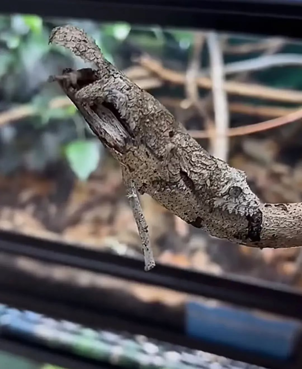 世界上最会伪装的动物,我看了好几遍才发现在哪隐藏着.