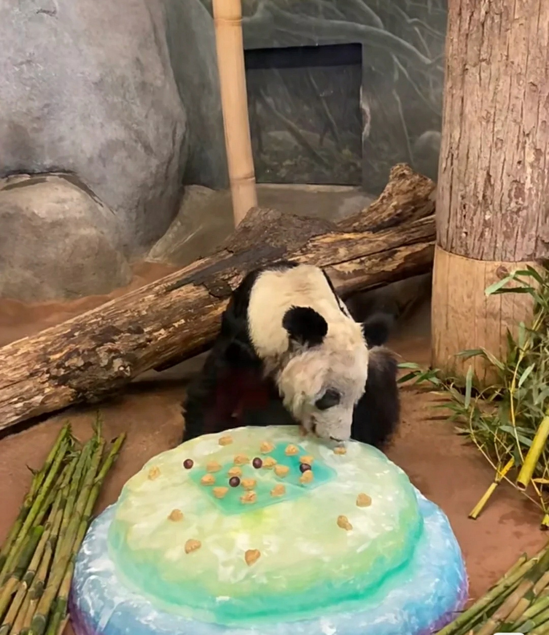 孟菲斯动物园欢送会,丫丫的蛋糕