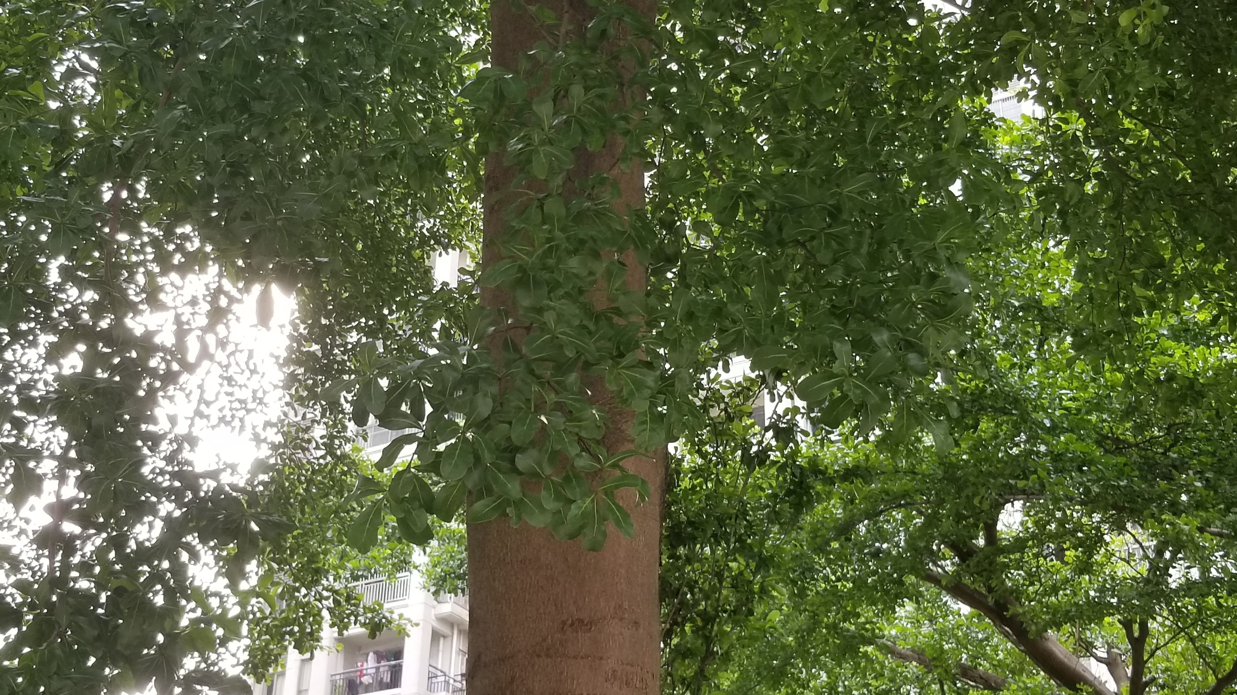 小叶榄仁是一种怎样的树种