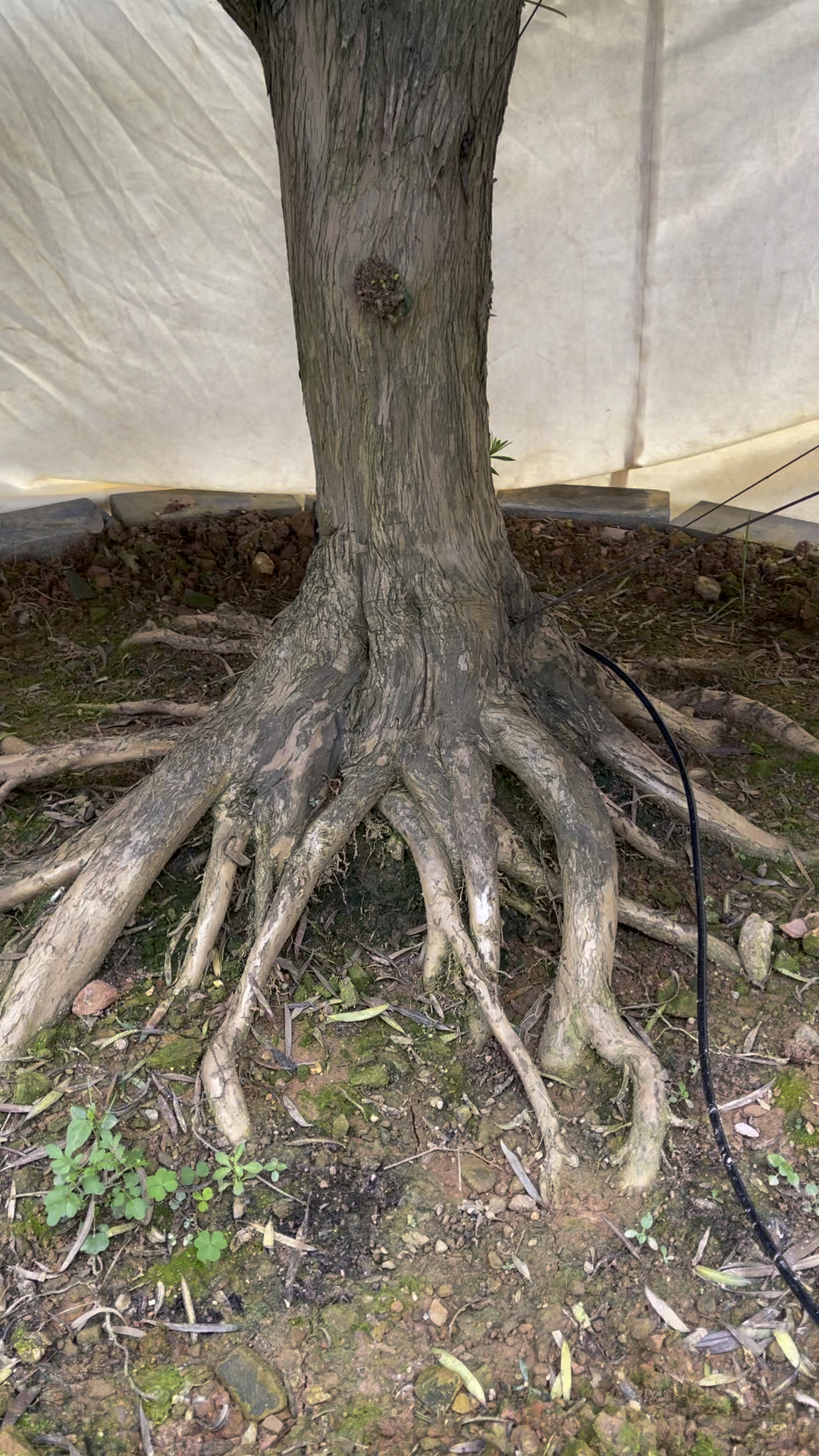 基地直销造型罗汉松盆景 一手货源