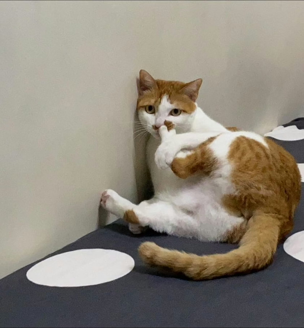 特异功能:用脚趾挖鼻孔 #搞笑# #趣图搞笑