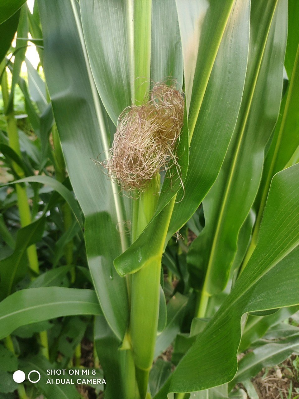 老表家的儿子,大学毕业多年了. 终于在三十岁那年结婚了.