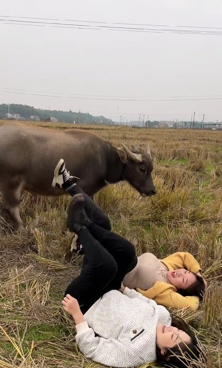 其实在农村放牛也挺不错的,自由自在的真舒服.