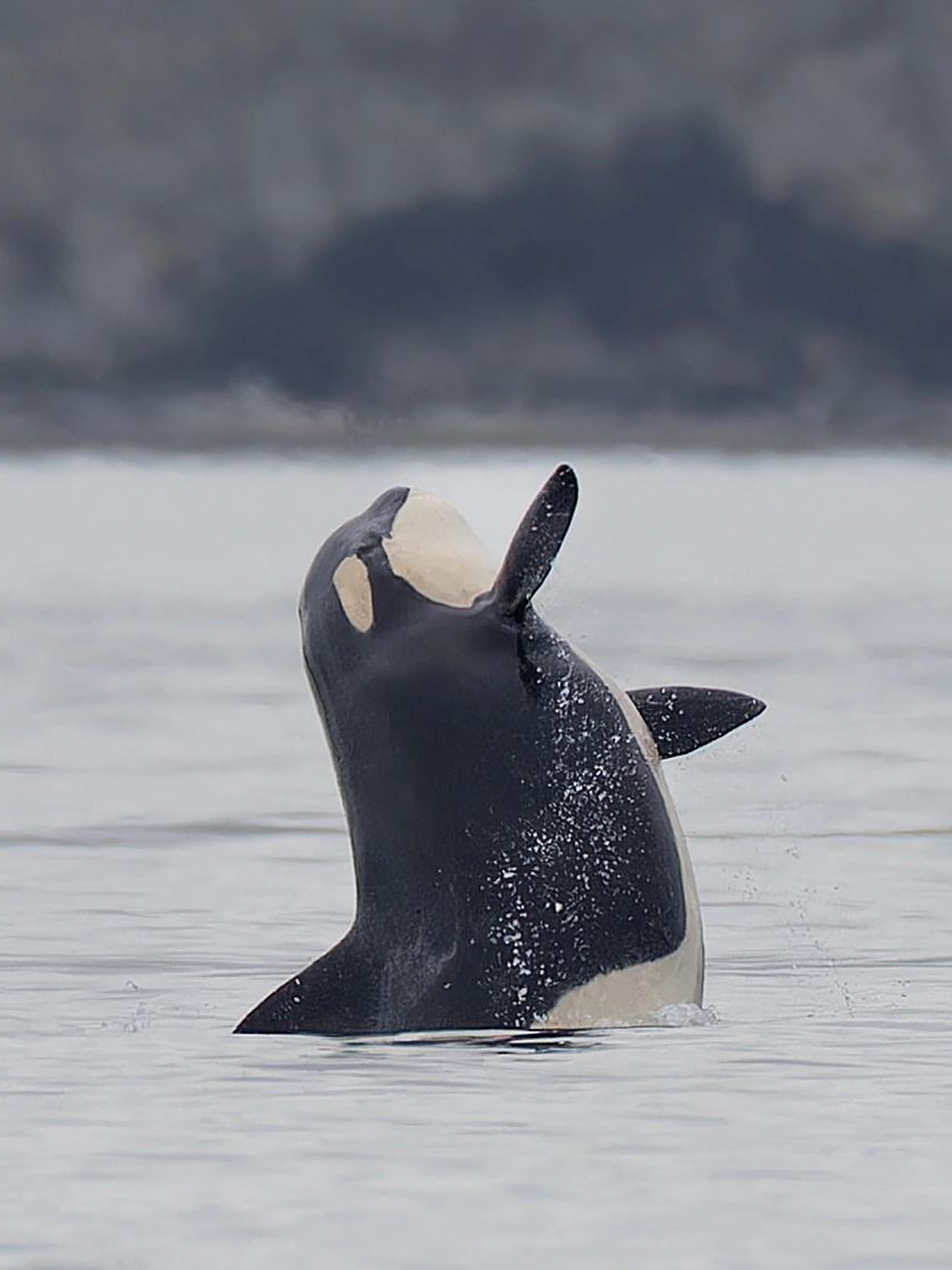 小虎鲸跳起来主要是因为开心呀～  这些都是跳起来的南方居留型虎鲸j