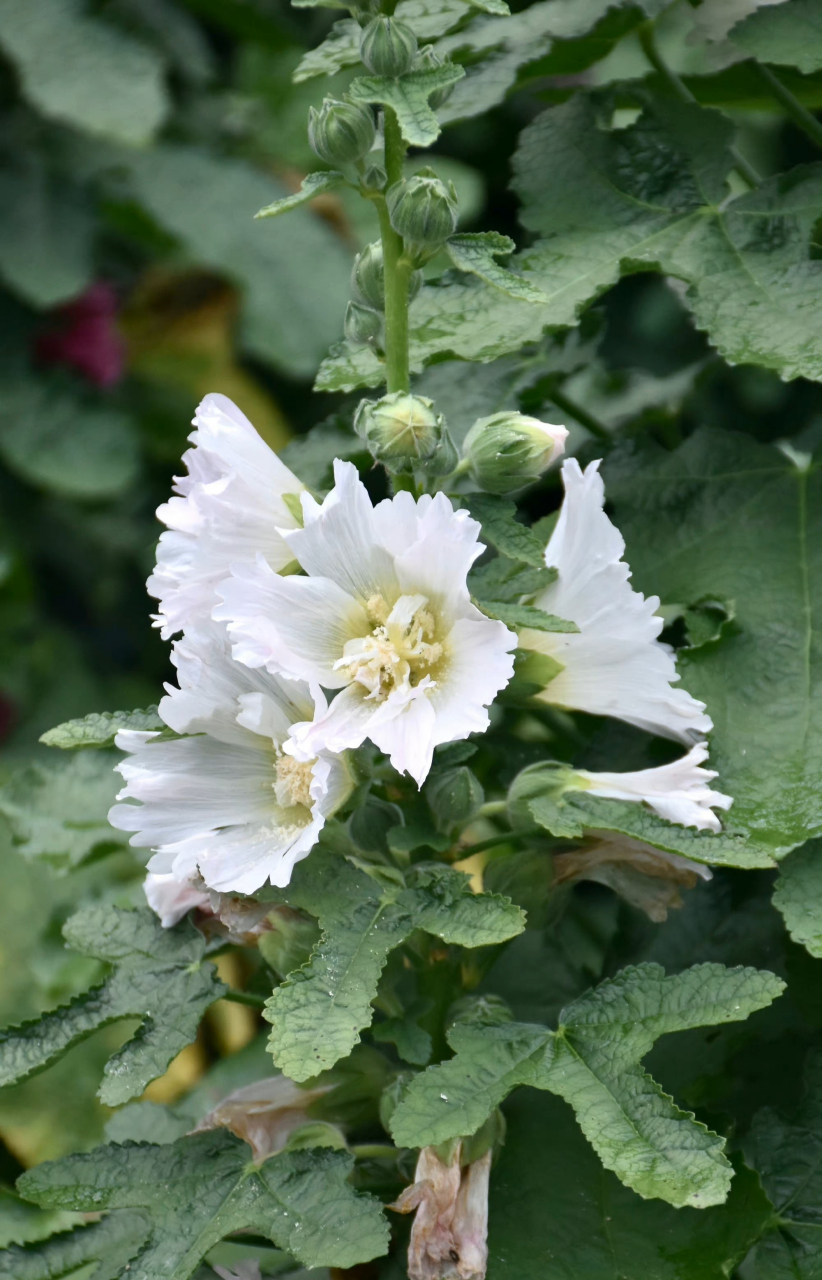 白色蜀葵  最早于四川发现,故得名.在端午开花,称端午花.