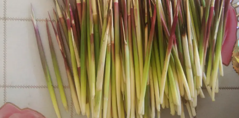 古蒂是什么植物?