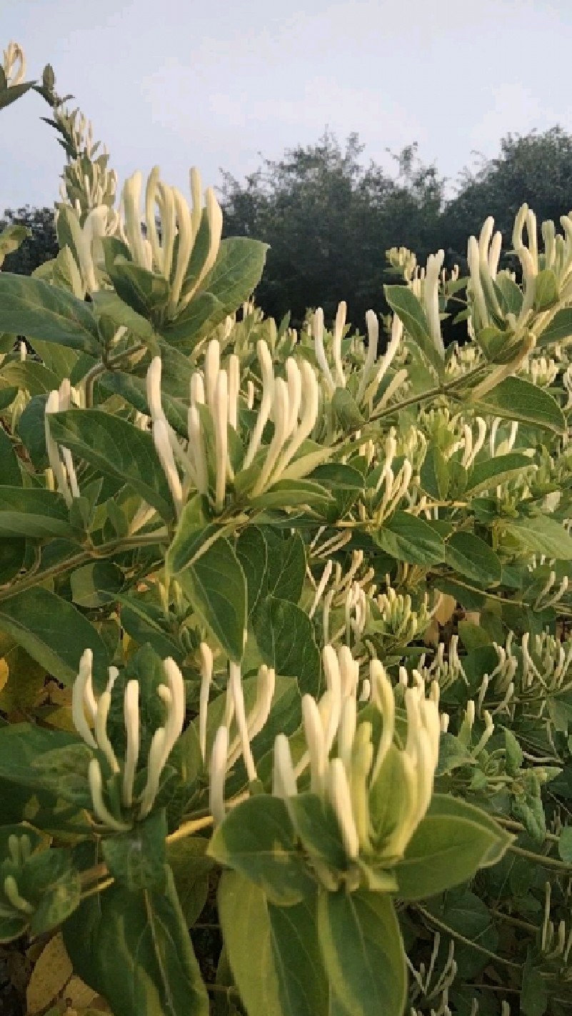 胡秉言立体高产栽培的懒汉金银花丰收啦-度小视