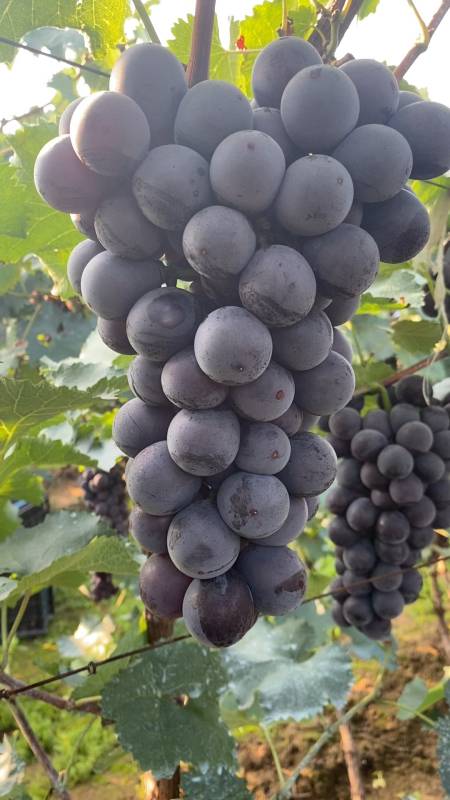 辽南巨峰葡萄,辽宁巨峰葡萄代办,巨峰葡萄代购-度小视