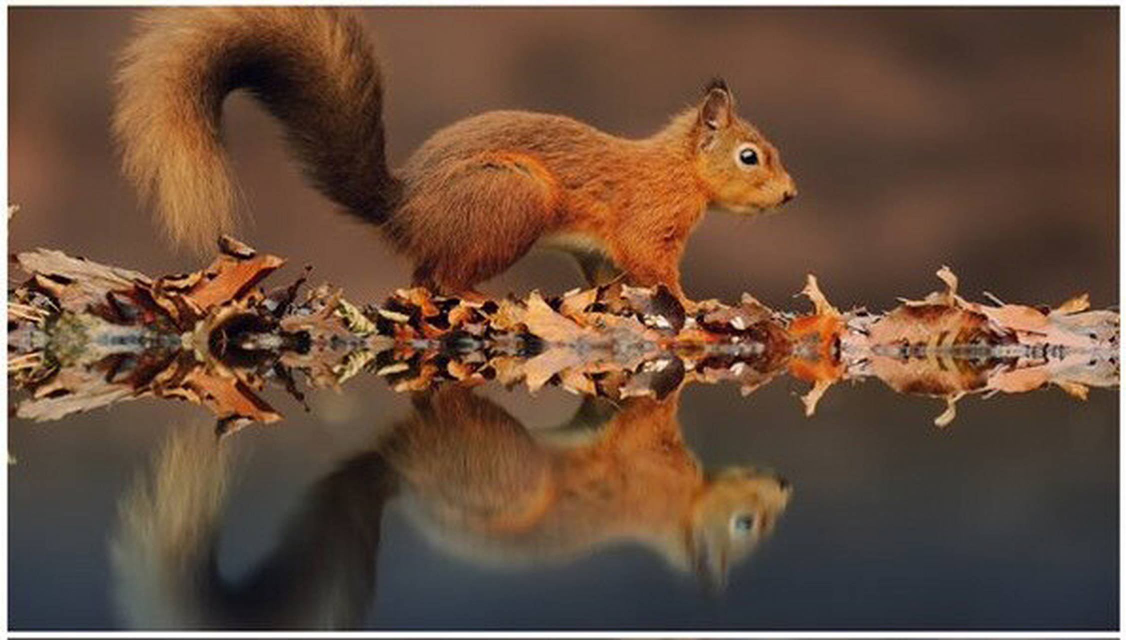 期货的仓位有点像小马过河的故事,小松鼠觉得河水太深了,而大象又觉得
