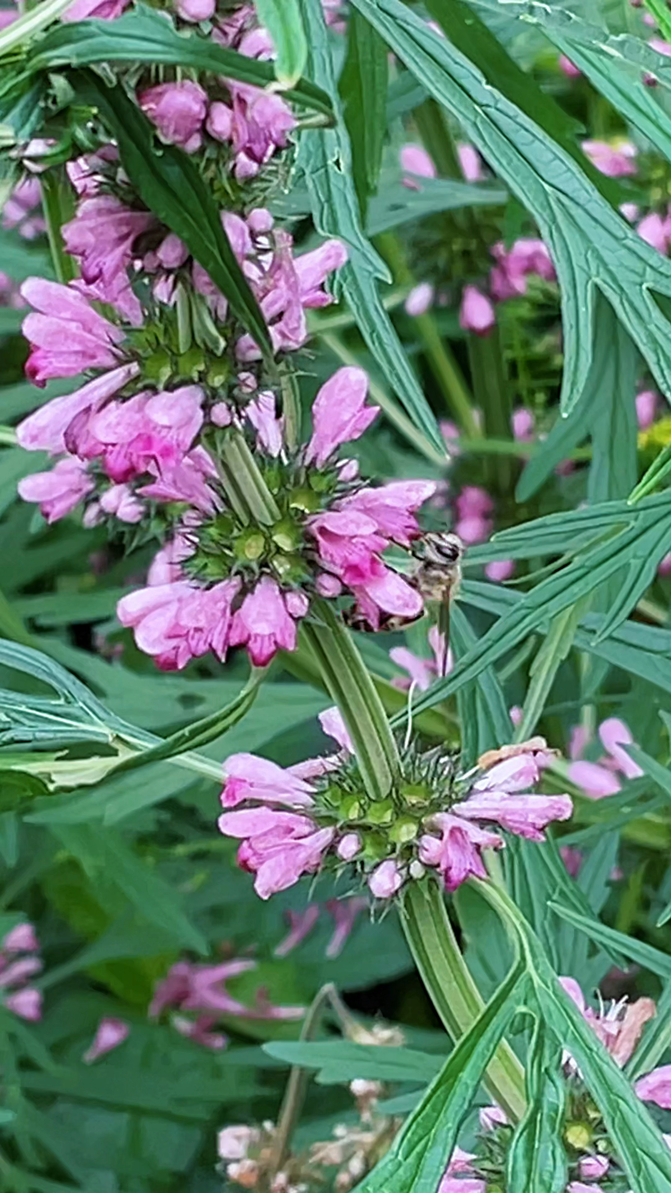 农村这种野草叫益母草,你认识吗?遇见采摘些回家-度小视