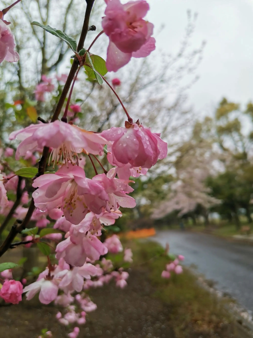 成都赏樱花图片