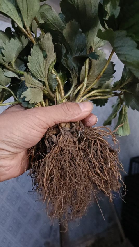 大叶红颜九九草莓苗,矮桩苗成活好缓苗快-度小视