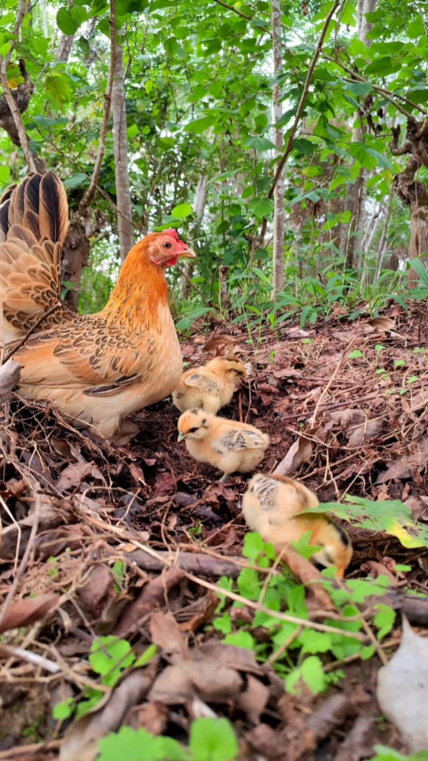 可爱的矮脚母鸡带着小鸡出来活动,这样的养鸡环境很理想