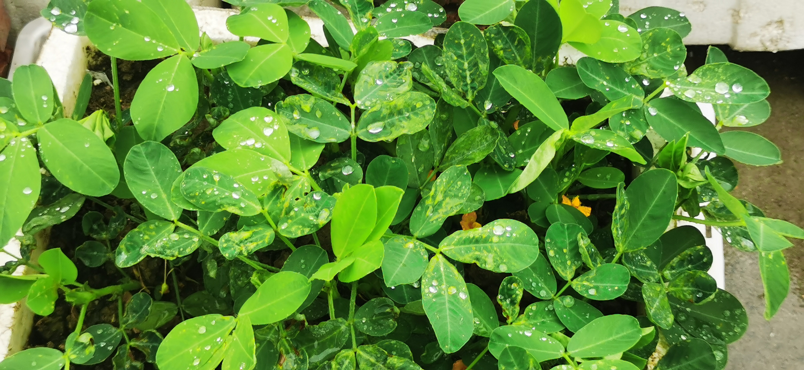 雨后的树叶图片