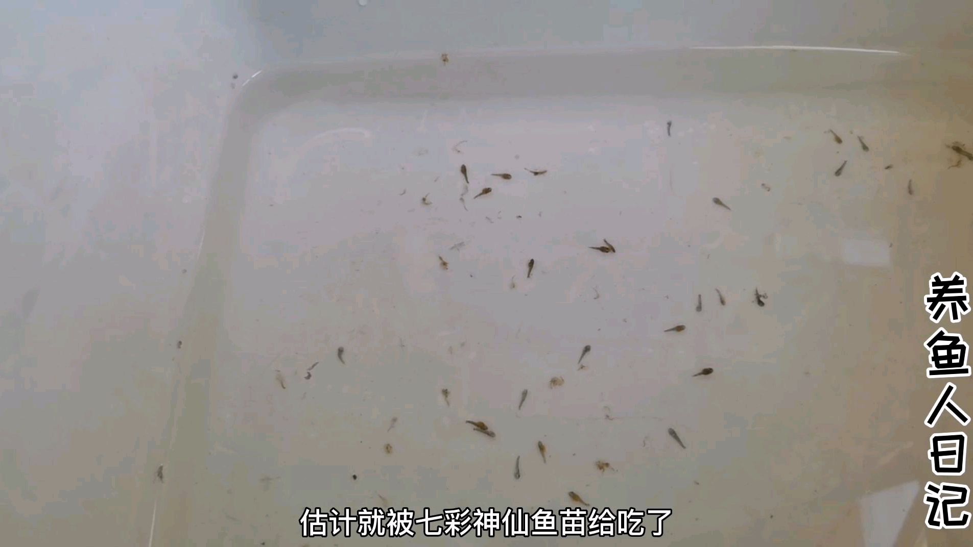 七彩鱼苗嘴太欠了,给迷彩大帆苗子咬死二十多条,赶紧又分开了