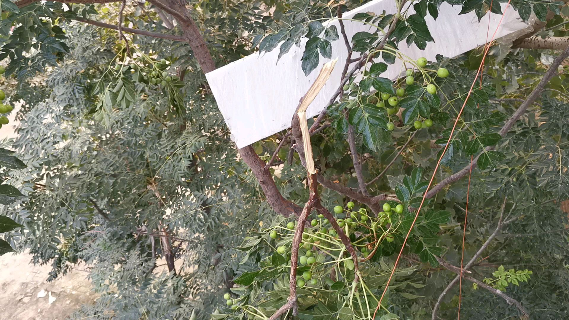 这种树在农村快绝种了,以前窜亲戚盖油条专用的,是什么树?