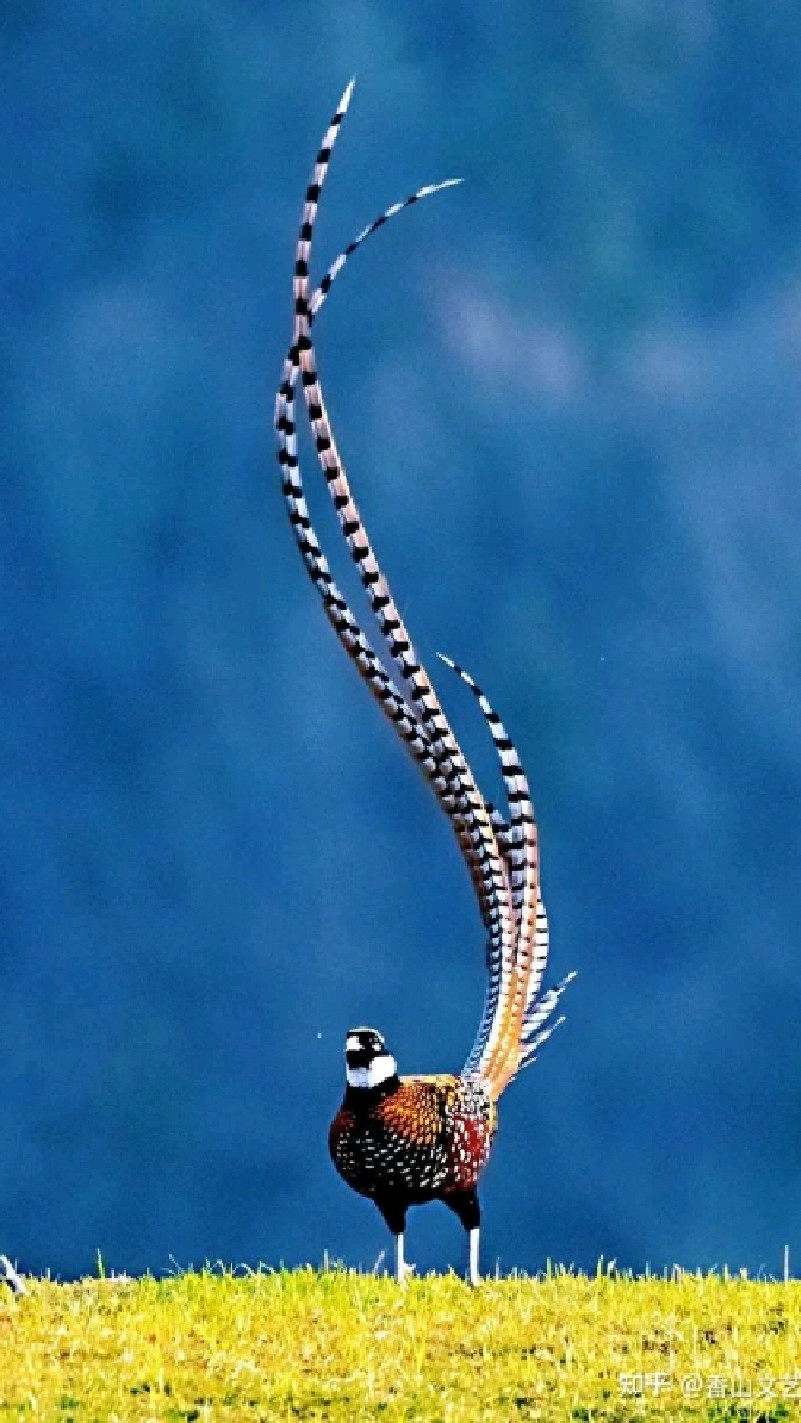 蓝色长尾羽的鸟图片