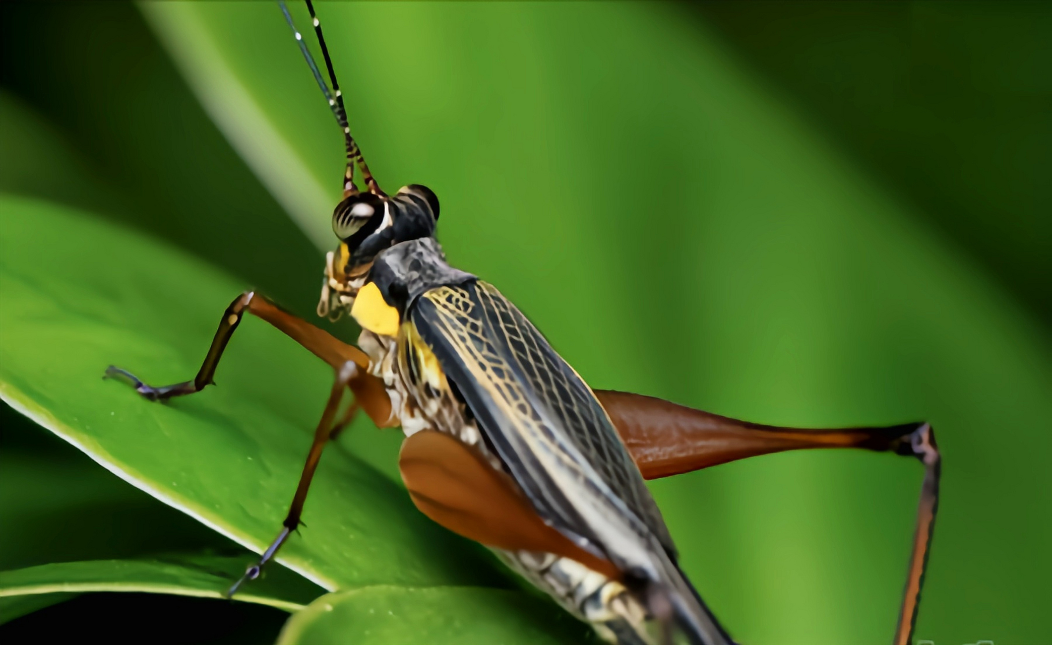 琥珀蛉是直翅目,蟋蟀科昆虫,原产于亚洲南部,中国,中南半岛,马来西亚