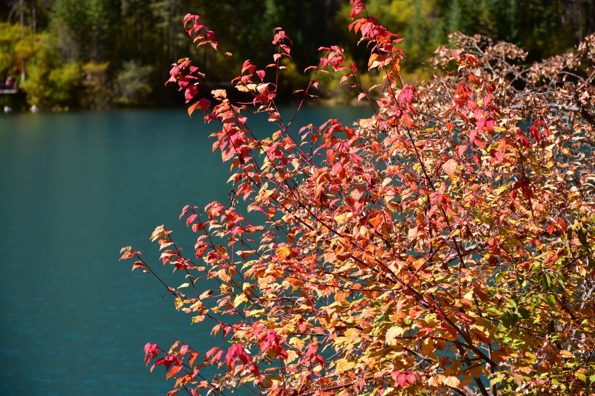"惊艳九寨之旅",九寨沟彩林篇,色彩斑斓的山林里,碧波荡漾,而远方的