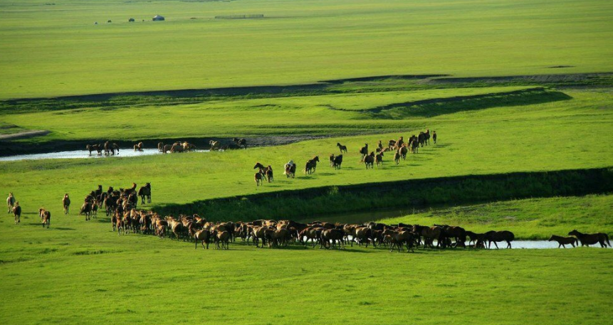 内蒙古拥有中国最大的草原牧区,风吹草低见牛羊——内蒙古