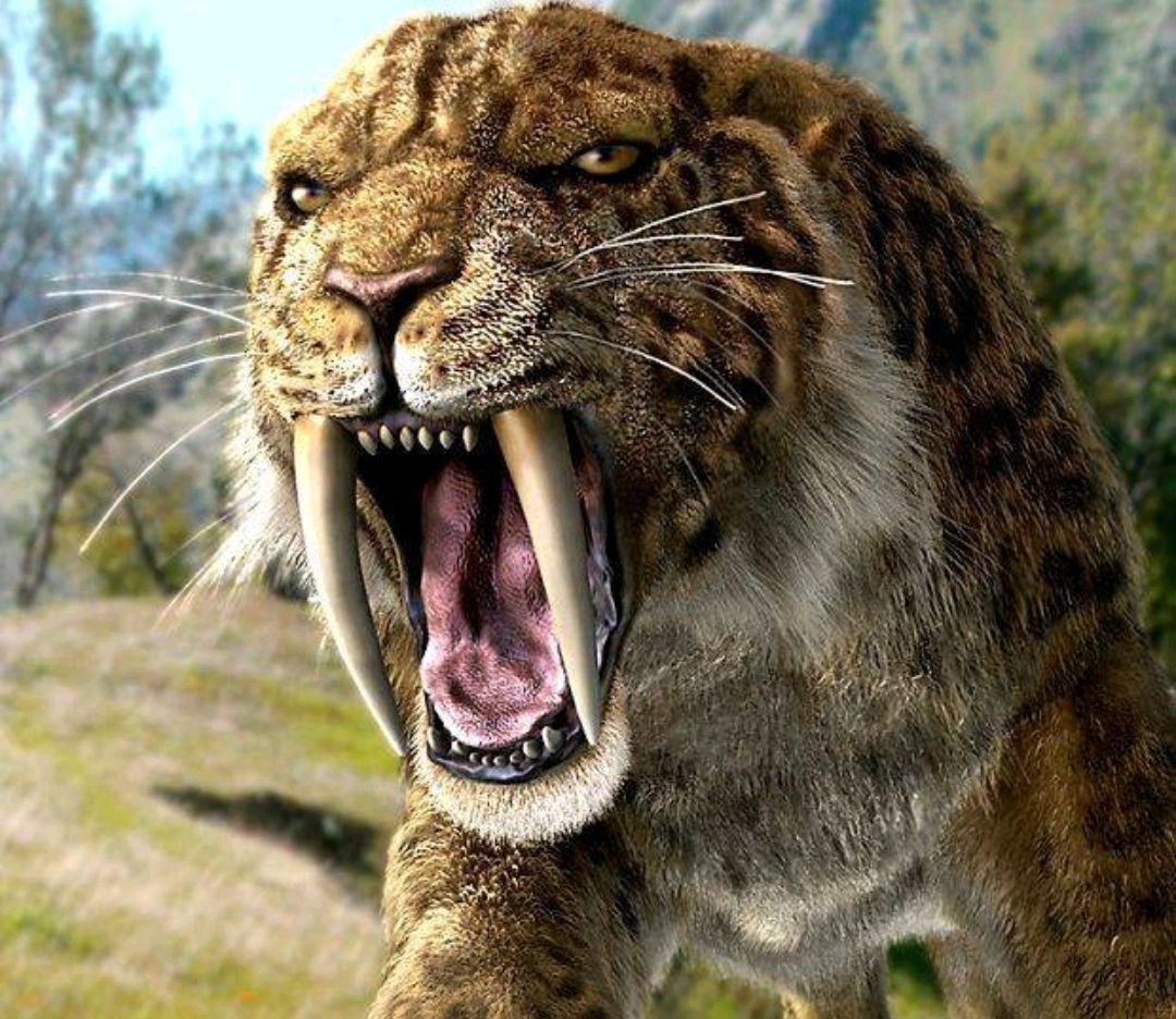 剑齿虎——冰川时期的顶级捕食者之一