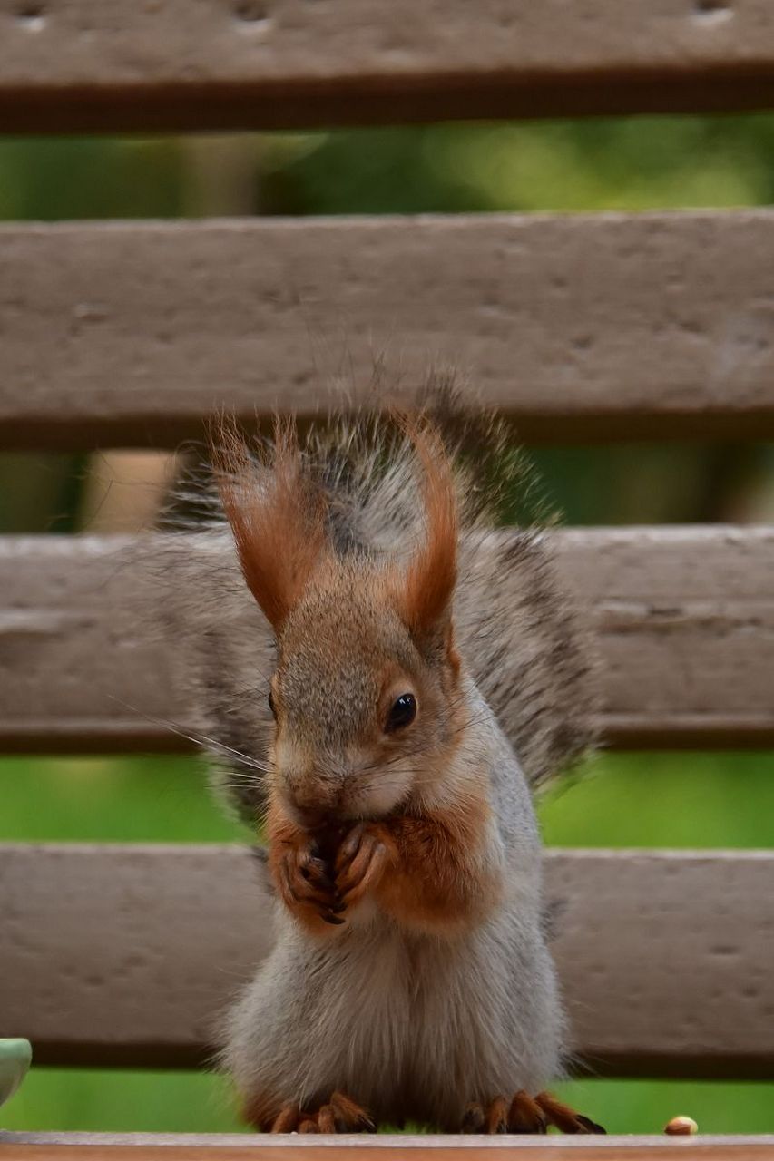 雪地松鼠是一种独特而美丽的动物,它们生活在寒冷的北方森林中.
