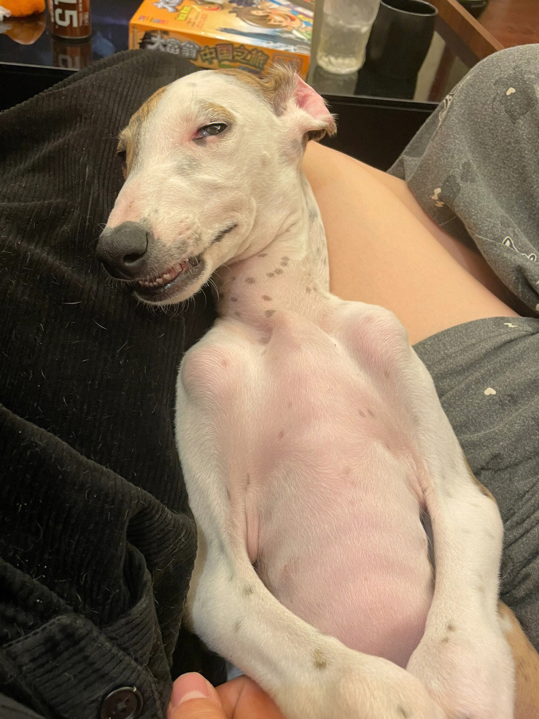 那些长相奇奇怪怪的狗子