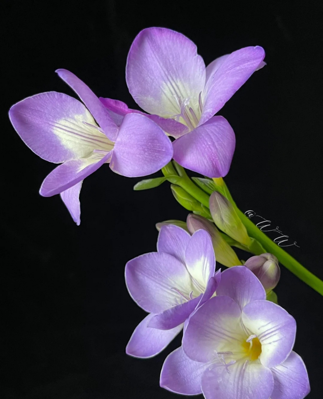 绝美香雪兰,还是紫色的哟