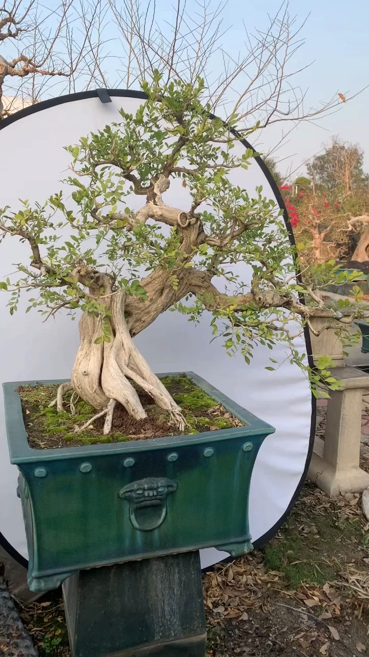 精品老桩年功九里香盆景