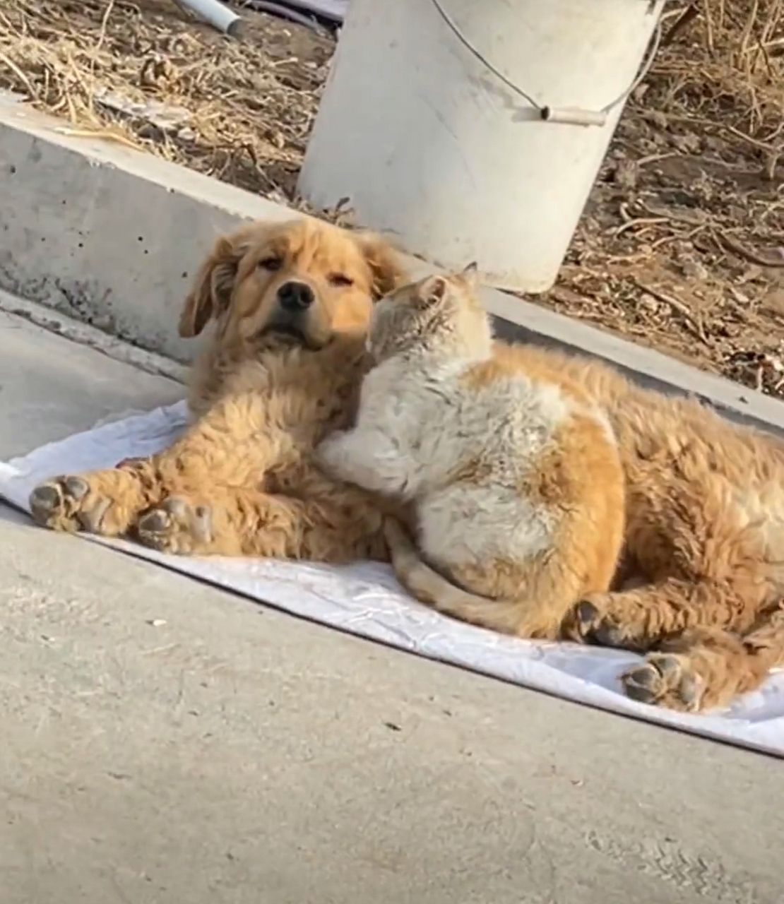 一只流浪猫和一只流浪狗相依偎在一起报团取暖,有点温馨的感觉