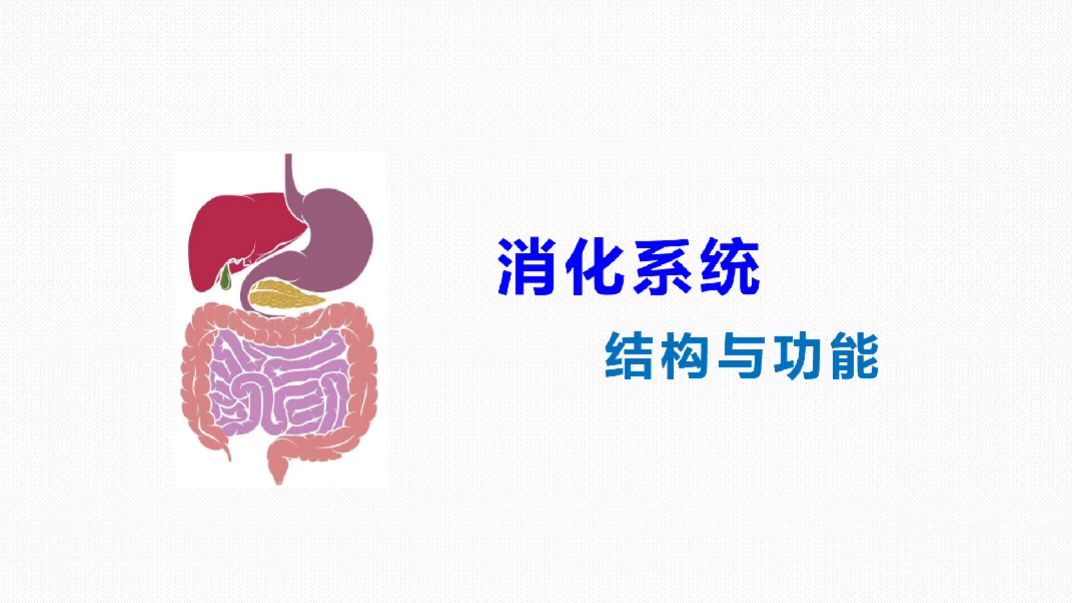 消化系统的结构与功能