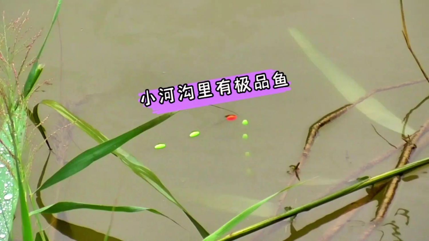 野钓小河沟,里的鱼都是意想不到的鱼,这种鱼有人认识吗?