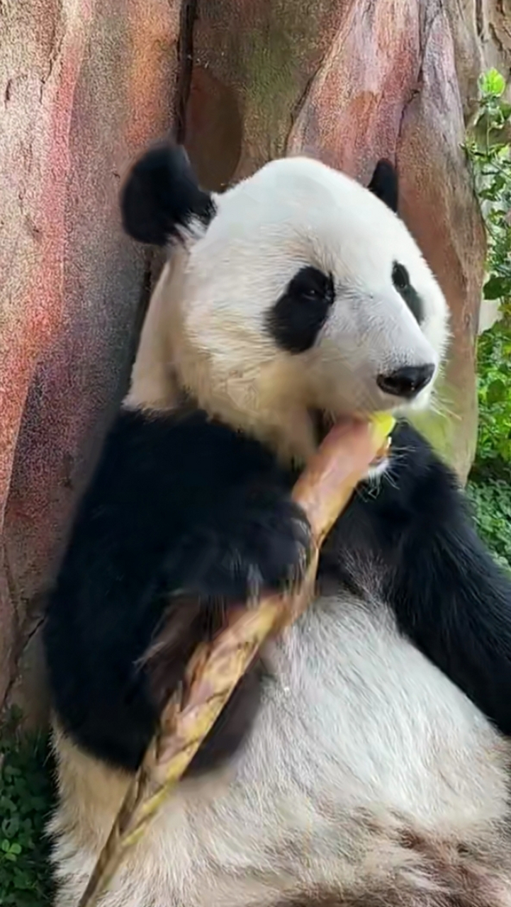 看它吃的那么香,我也去买了根甘蔗