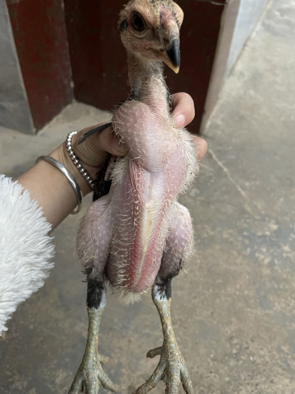 帮我看看这个小鸡是公母