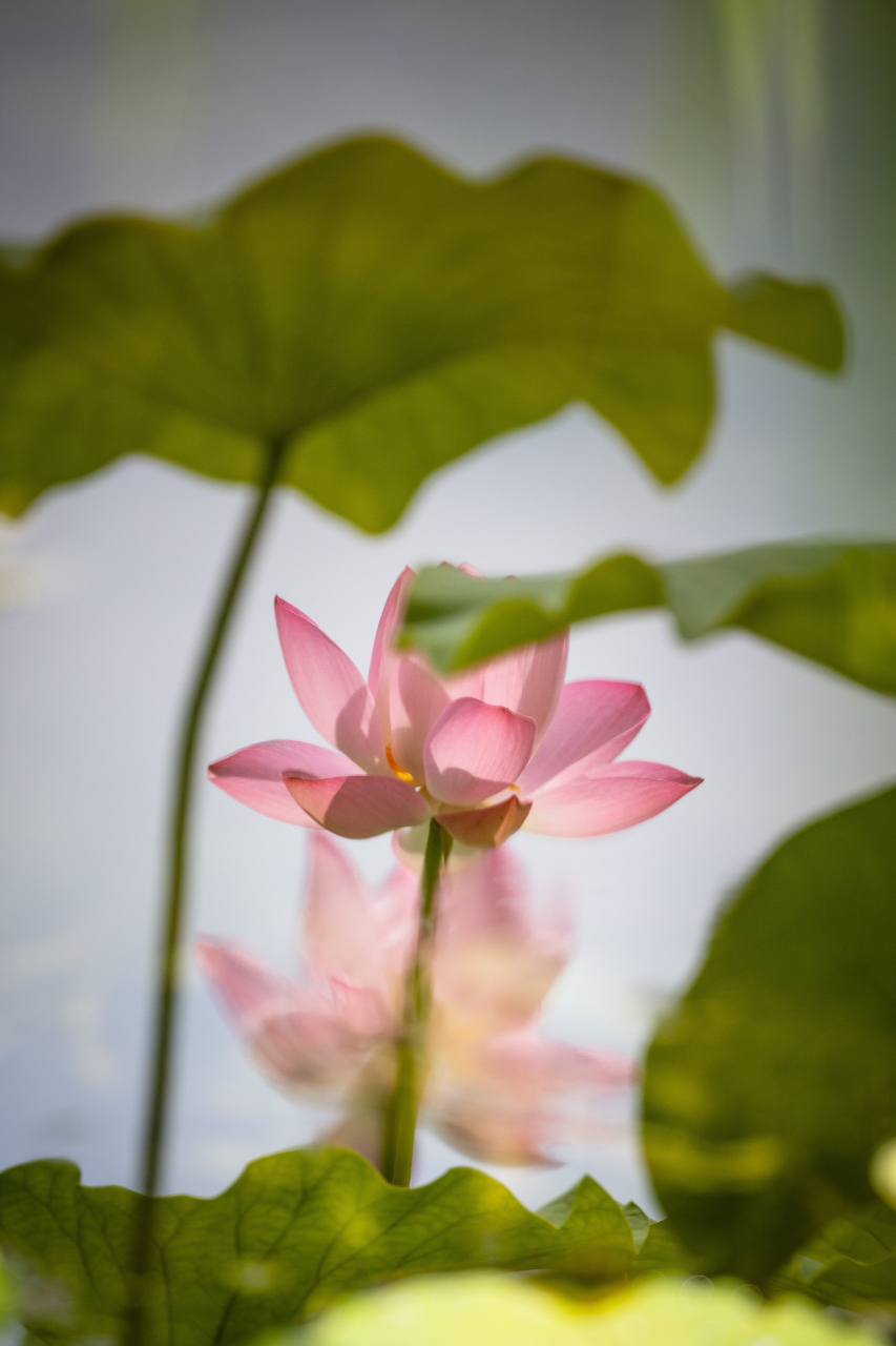 国内文旅# 圆明园荷花节, "荷"你相约 "荷"乐不为～[挤眼] 67