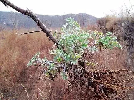 野菜白蔓图片