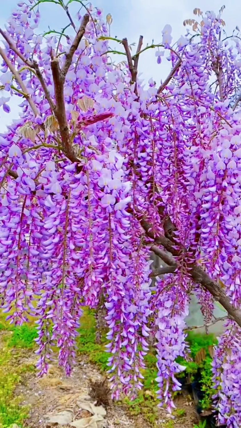 紫藤花寓意紫气东来家宅祥瑞开花浓香型