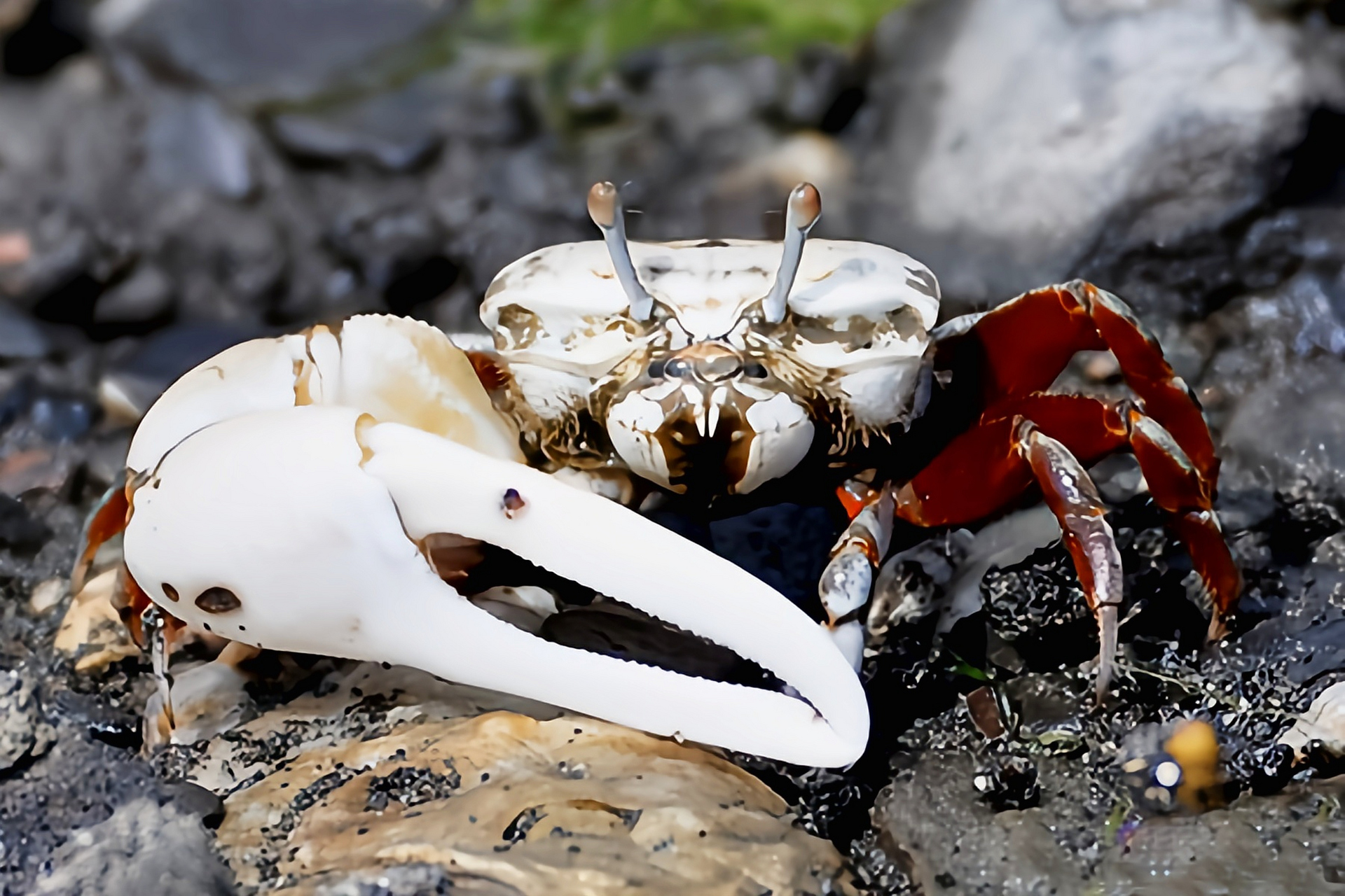 每天认识一种动物——清白招潮蟹 清白招潮蟹别名白扇招潮蟹,环纹清白