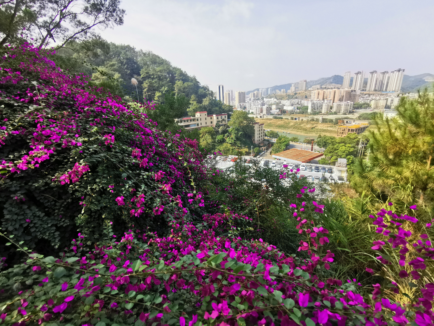 梧州宝巾花图片