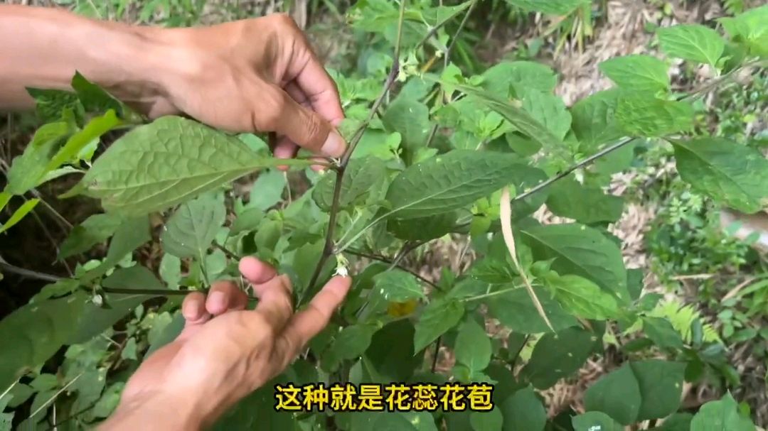 被称为刀枪药:士兵浑身上下都是刀伤,老中医用这治愈他的伤口!