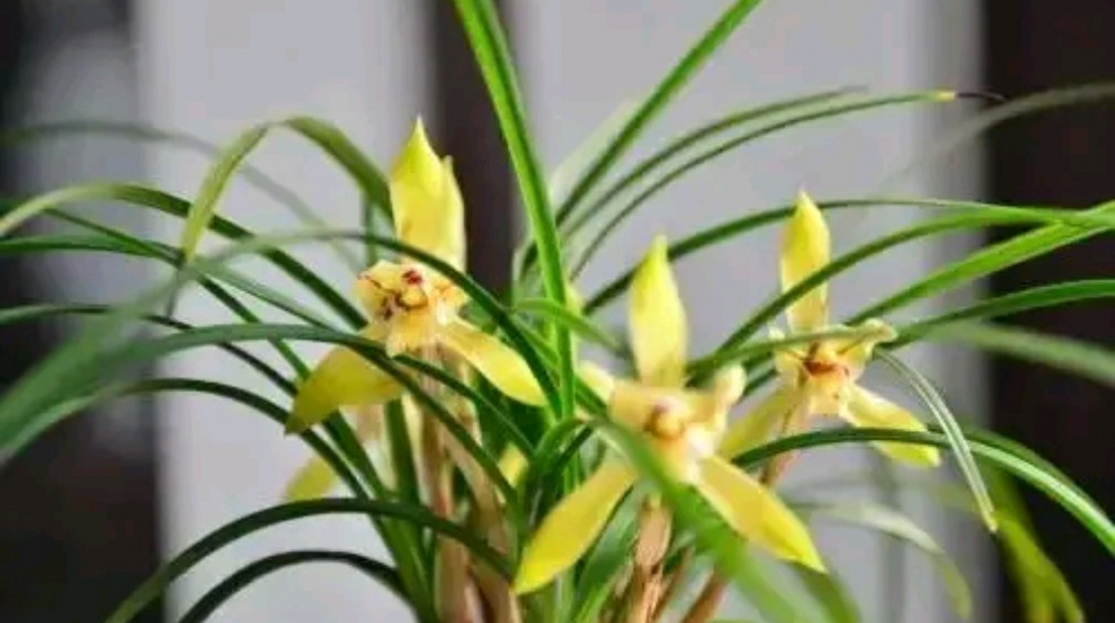 兰花  明 薛网 我爱幽兰异众芳, 不将颜色媚春阳.