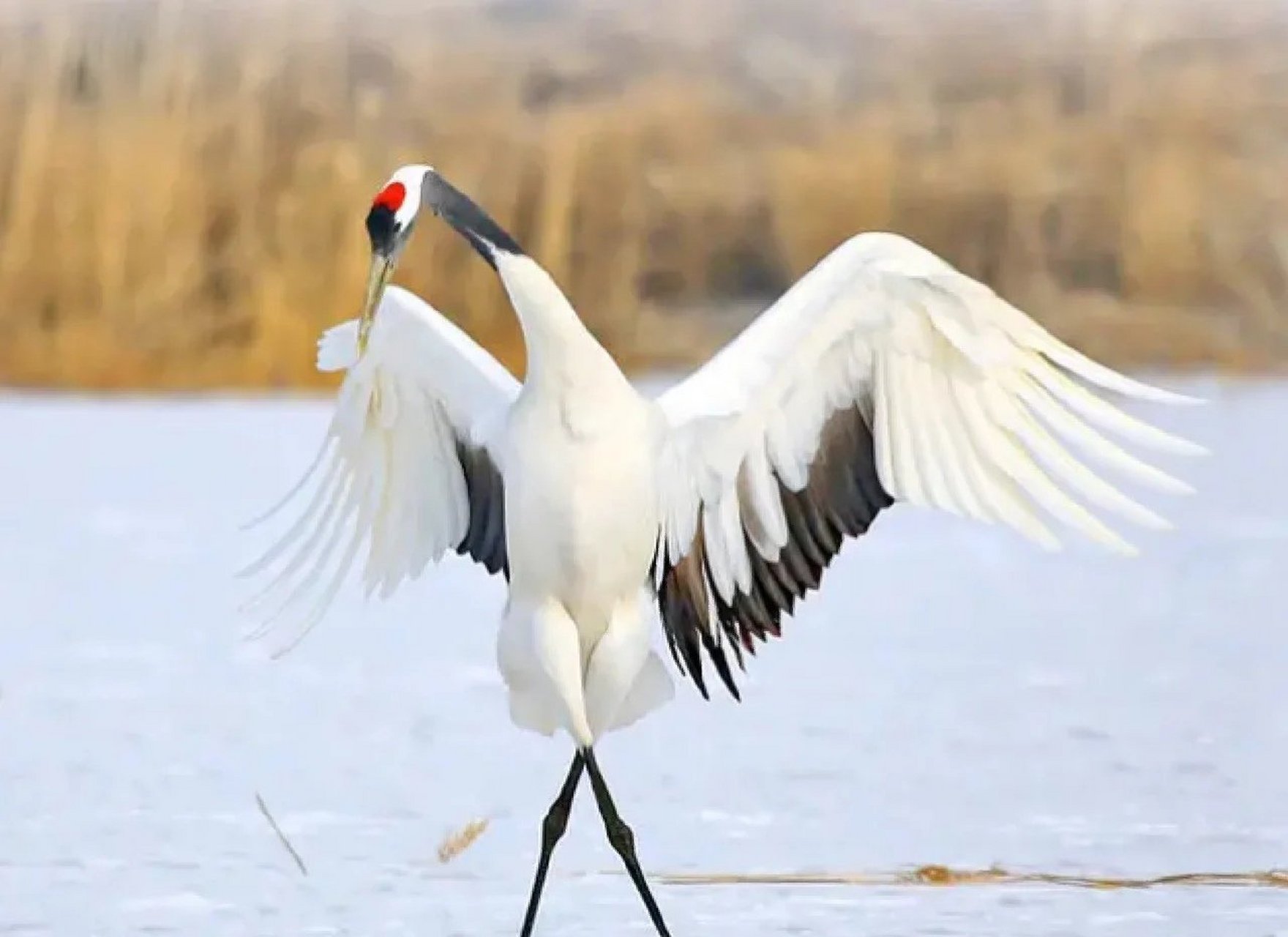 中国功夫里有一个招式叫做:白鹤亮翅