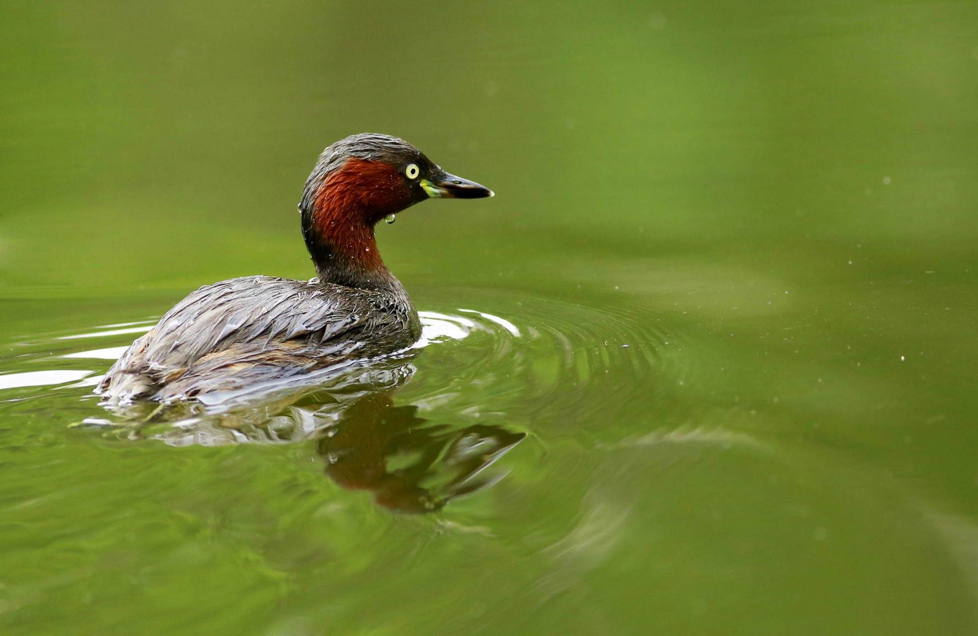 栖息于池塘湖泊,江河中善于潜水,以小型鱼类,蛙类,虾,水生昆