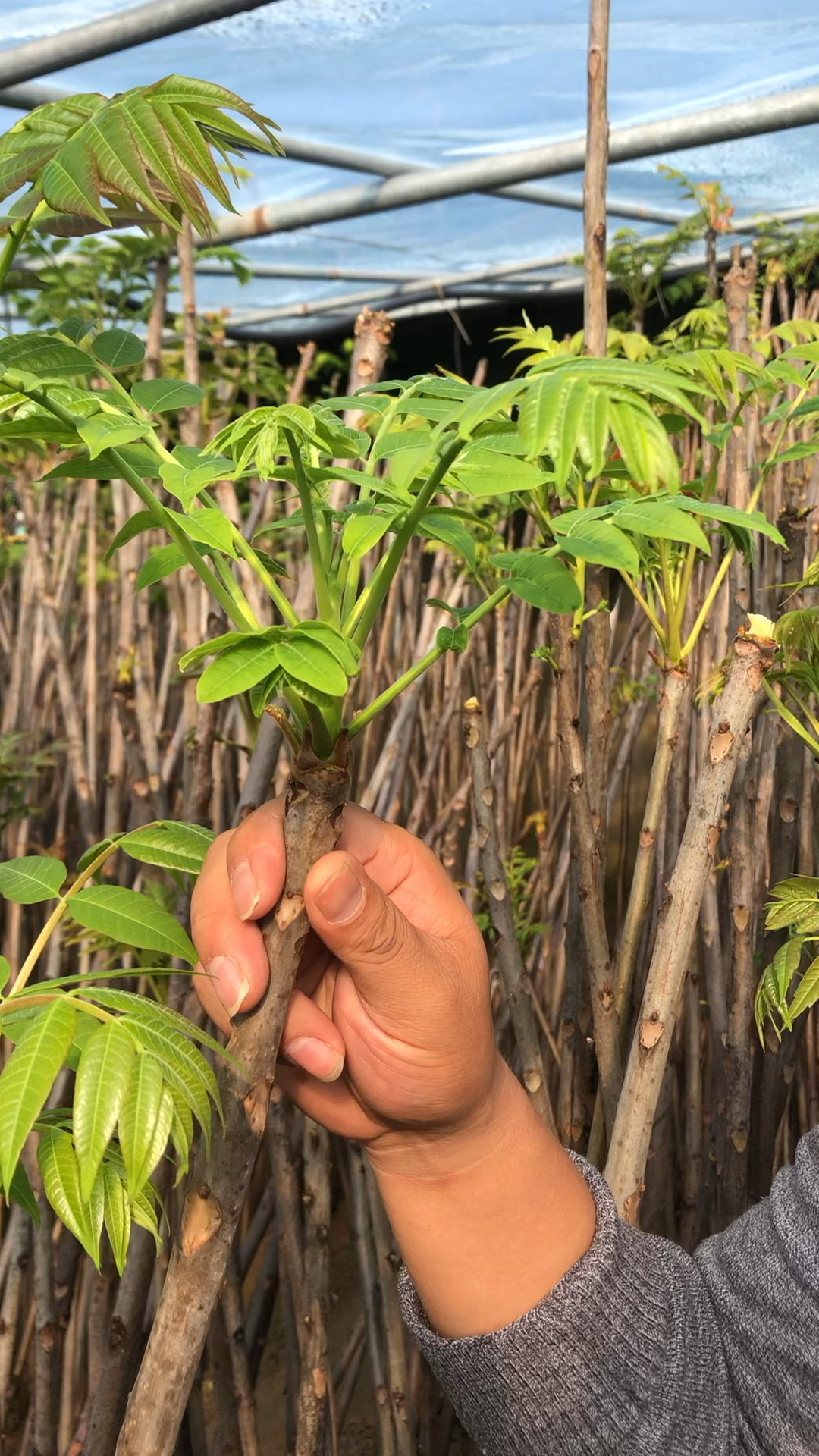 大棚种香椿温度需要多少,反季节香椿大棚种植技术,香椿苗种植基地