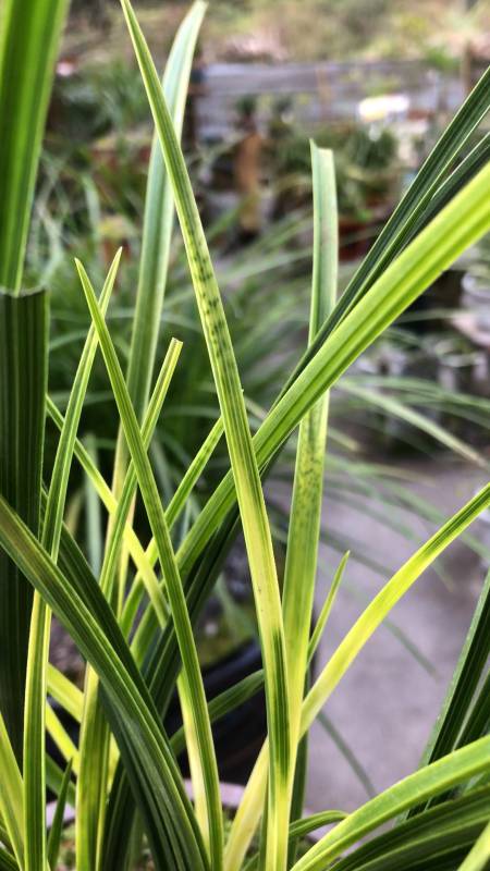 蕙兰虎斑散斑,欣赏欣赏即可,说说你对这棵草有何见解-度小视