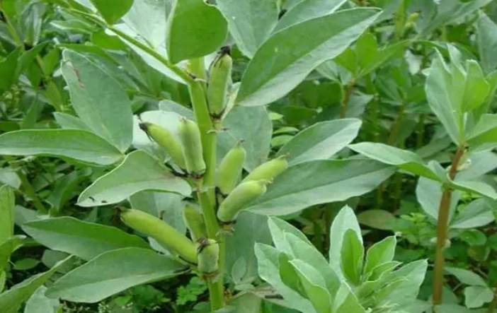 茴香豆是什么豆子