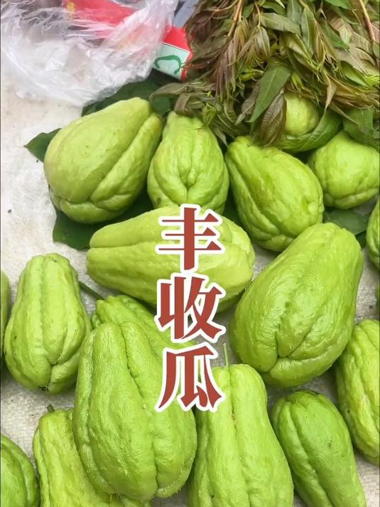 种一棵就能爬满架,在我们当地叫丰收瓜,在你的家乡叫什么呢?