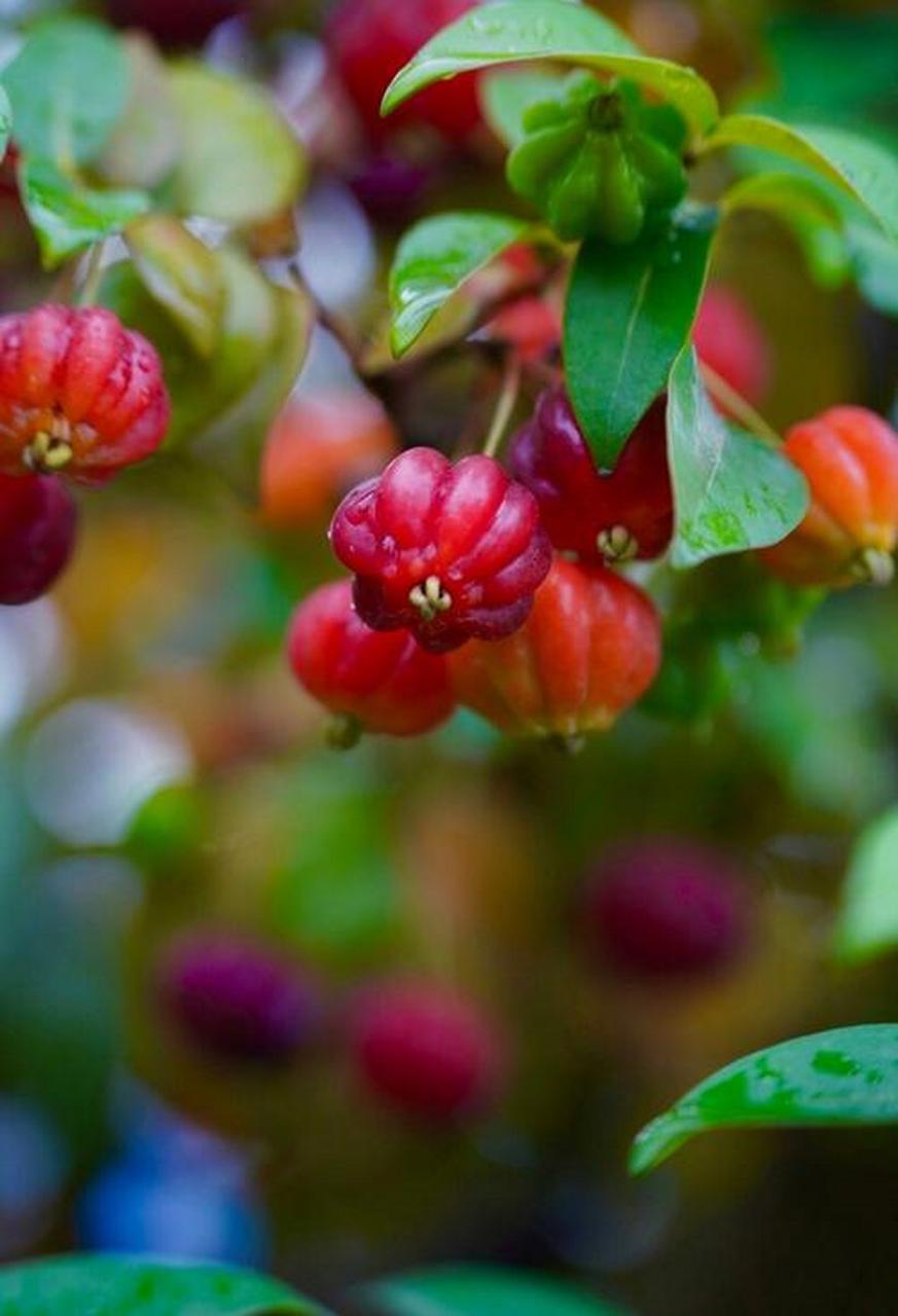 秋天的美丽风景:巴西红果仔 巴西红果仔,是来自巴西的贵族果.