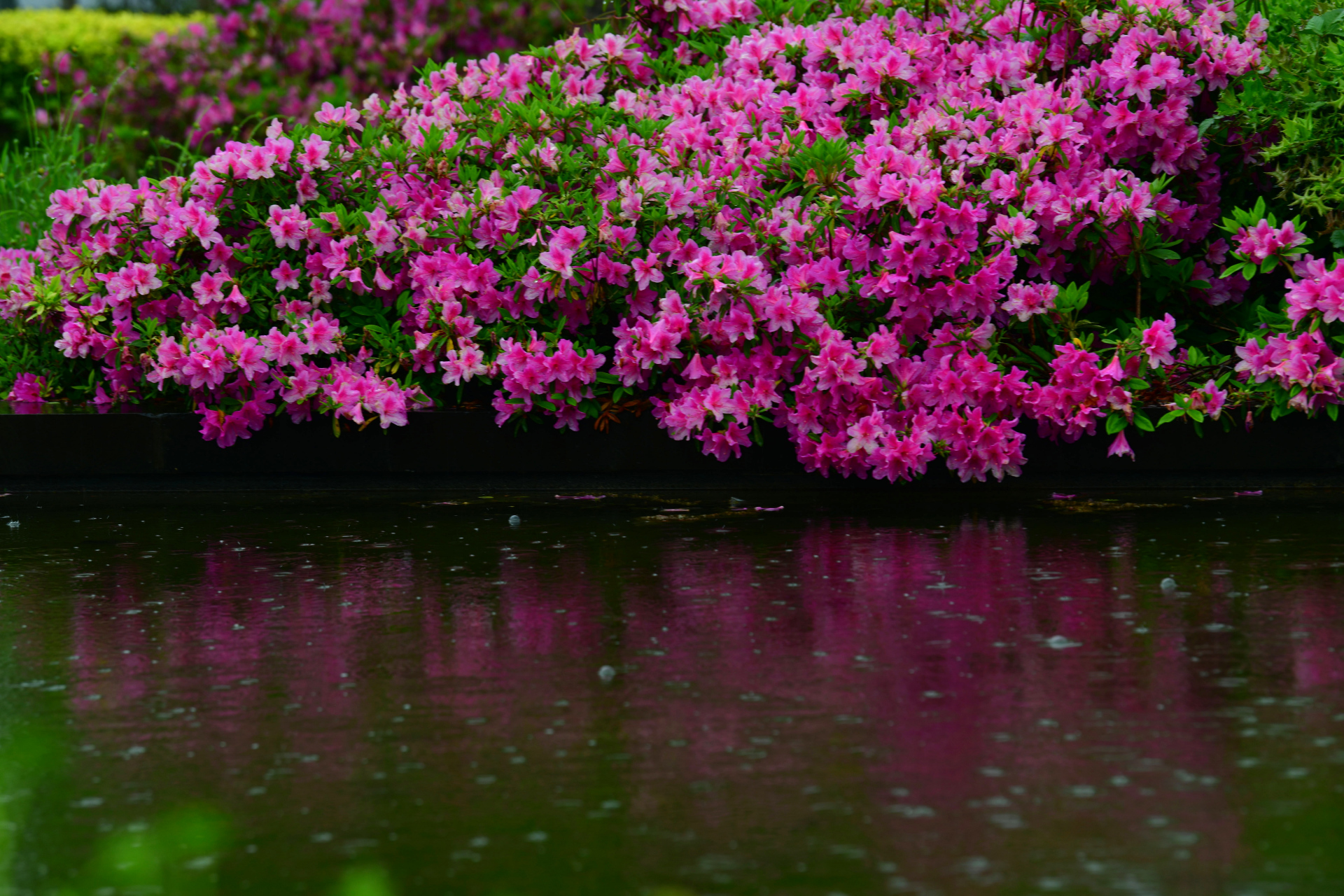 雨中杜鹃花图片图片