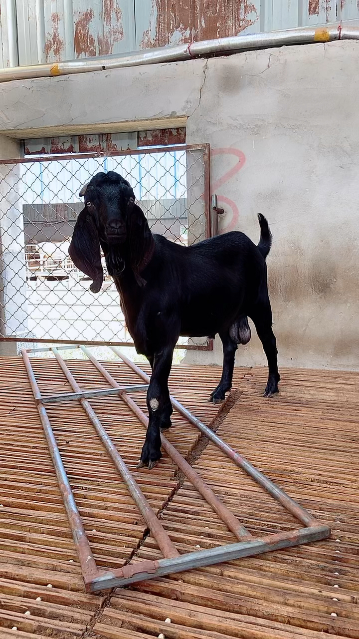 努比亚黑山羊一年的种公羊